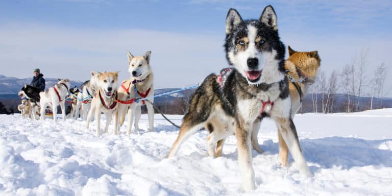 Balade en chiens de traîneau pour une émotion unique !
